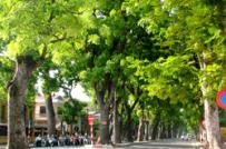 Chính phủ ban hành Nghị định về quản lý cây xanh đô thị