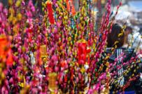 Chợ hoa xuân Hà Nội