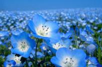 Xanh ngát sắc hoa Nemophila