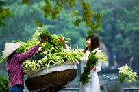 Lung linh sắc hoa loa kèn trên những gánh hàng rong