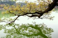 Ảnh đẹp Lộc Vừng Hồ Gươm mùa thay lá