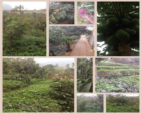 Cần bán nhà vườn, 10.000m2, tại xã Trần Phú, huyện Chương Mỹ, TP Hà Nội 6607031