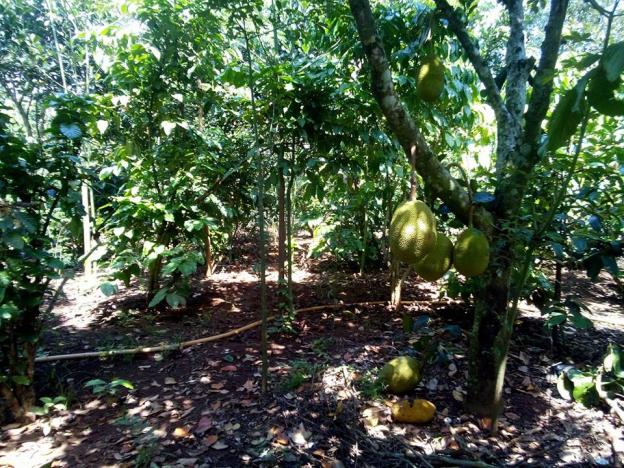 13000m2 vườn trái cây thuộc xã Bàu Trâm, thị xã Long Khánh 7325492
