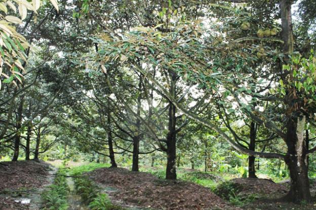 Bán vườn cây 4ha QL20 xã Hà Lâm, huyện Đạ Huoai, Lâm Đồng. Giá 4.7 tỷ TL 6935194