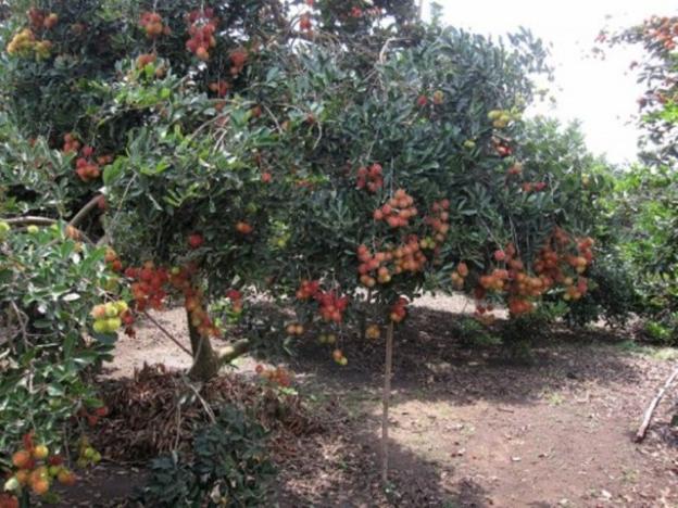 Bán đất vườn cây ăn trái gần KDL rừng MaDa Guôi, giá 4.7 tỷ thương lượng 6977532