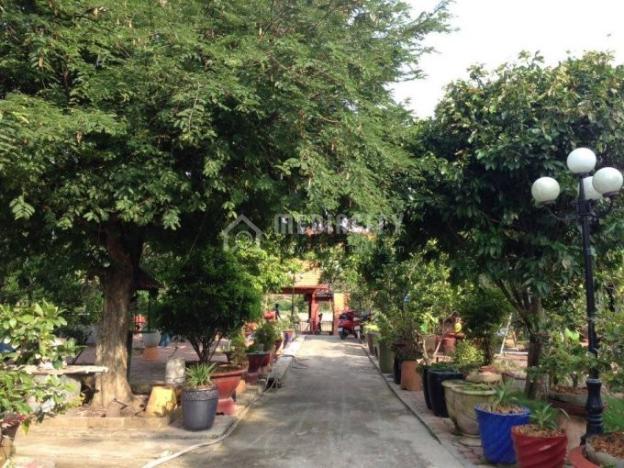 Bán nhà vườn đẹp 10.000 m2 nhiều cây ăn trái, ao, xã Nhị Thành, huyện Thủ Thừa, Long An giá 6 tỷ 7332736
