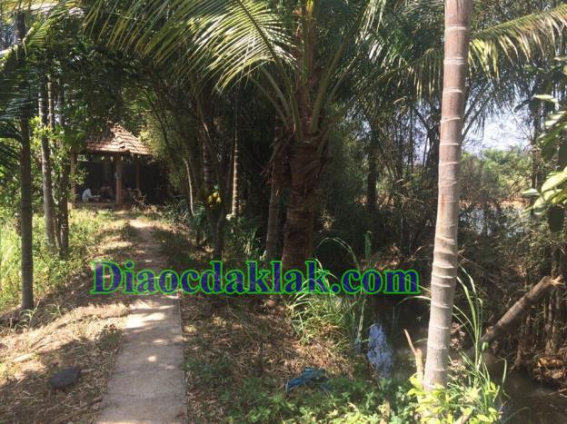 Bán nhà vườn DT 4,350m2 Nguyễn Thị Định có ao cá, cây ăn trái, nhà sàn gỗ hương 7566001