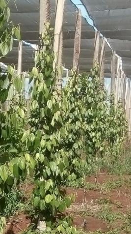 Cần bán 2 hecta vườn đang thu hoạch tại Pleiku, Gia Lai 7758158