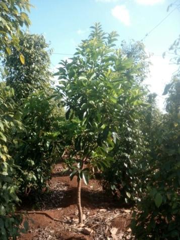 Cần bán 2 hecta vườn đang thu hoạch tại Pleiku, Gia Lai 7758158