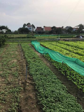 Cần bán đất tại làng Rau Trà Quế, view sông, cách biển 500m 7813558