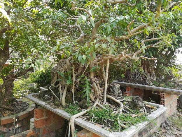 Bán nhà vườn cây cảnh TP biển Quy Nhơn, Bình Định, gần NH Phố Núi, sau kho Việt Răng, 01246993703 7917784
