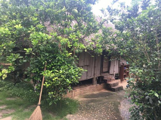 Cho khách nước ngoài thuê biệt thự nhà vườn trang trại tại Minh Phú, Sóc Sơn, Hà Nội 8572705