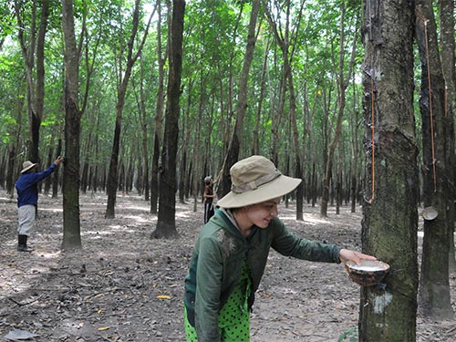 Bán đất cao su Tân Biên, Tây Ninh, DT lớn 8870232