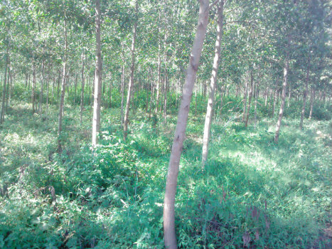Bán đất trồng rừng keo lai Lâm Đồng giá rẻ 138ha 5,2 tỷ 8985801