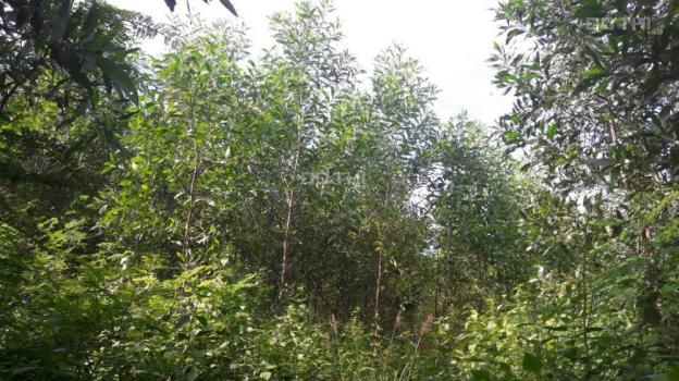 Kẹt tiền cần bán đất rừng trồng keo 2 năm tuổi tại Phú Yên với giá 40 triệu/1 ha 8953907