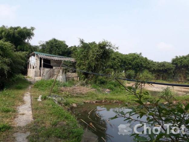 Bán trang trại tại xã Thanh Lưu, huyện Thanh Liêm, Hà Nam 9087498