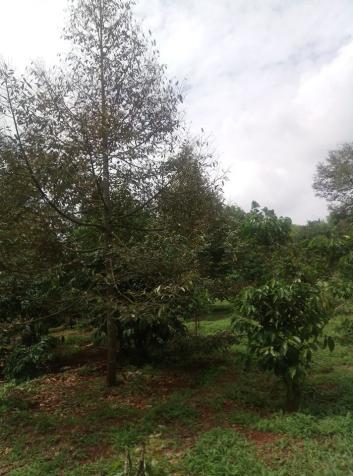 Cần bán 3,700m2 đất đỏ Bazan vườn sầu riêng với bơ, xã Bảo Bình, huyện Cẩm Mỹ 11309462