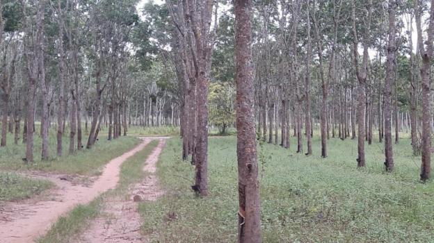 Bán vườn cao su 148 ha tại Lộc Ninh, Bình Phước, 45 tỷ. LH 0865860853 12381765
