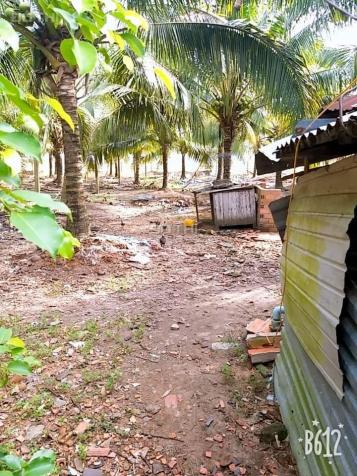 Bán vườn Dừa Dứa 15500m2, có 1.200 gốc dừa đang thu hoạch 40tr/tháng. 4.1 tỷ 12078628