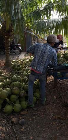 Bán vườn Dừa Dứa 15500m2, có 1.200 gốc dừa đang thu hoạch 40tr/tháng. 4.1 tỷ 12078628