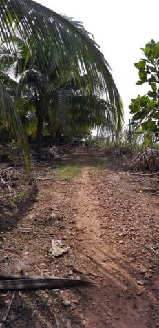 Bán vườn dừa dứa 15.500m2 – có 1.200 gốc dừa đang thu hoạch 40 tr/th, giá 4.1 tỷ 12187935