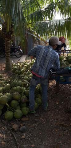 Bán vườn dừa dứa 15.500m2 – có 1.200 gốc dừa đang thu hoạch 40 tr/th, giá 4.1 tỷ 12187935