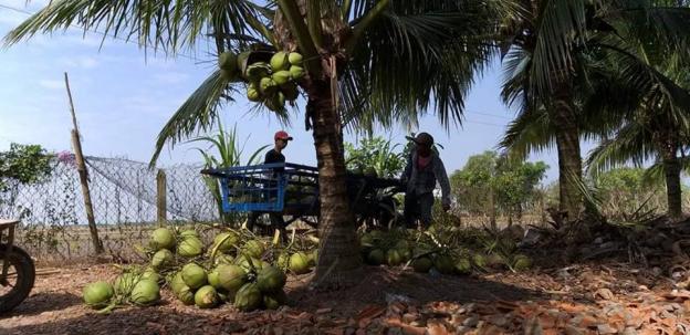 Bán trang trại 15.500m2, SHR, có 1200 gốc dừa đang thu hoạch 400tr/năm 12310091