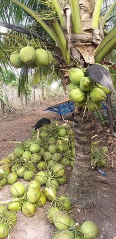 Bán vườn dừa 15.500m2, có 1200 gốc dừa 5 năm tuổi, đường Hương Lộ 2, giá 4.1 tỷ 12191674