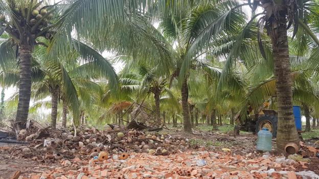 Bán vườn dừa 15.500m2, có 1200 gốc dừa 5 năm tuổi, đường Hương Lộ 2, giá 4.1 tỷ 12191674