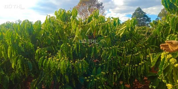 Bán đất rẫy cà phê đẹp có sổ đỏ tại Ia Sao - Gia Lai - 2030 cây, giá chỉ 1.05 tỷ 12324413