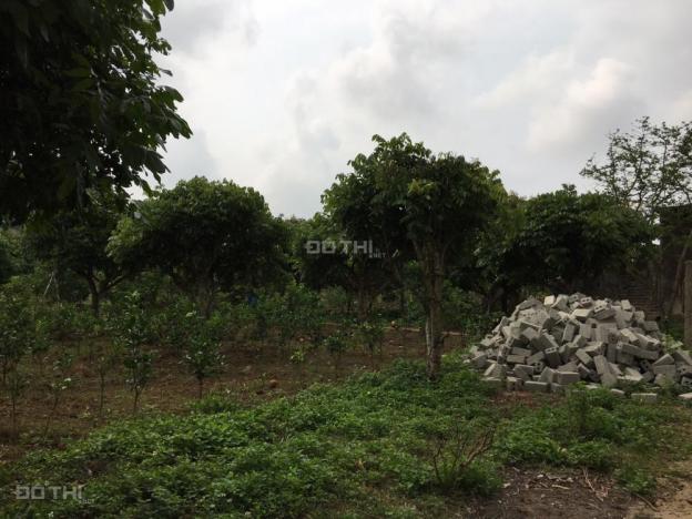 Bán vườn cam tại Cao Phong, Hòa Bình đã được thu, đầy đủ cơ sở vật chất 12573322
