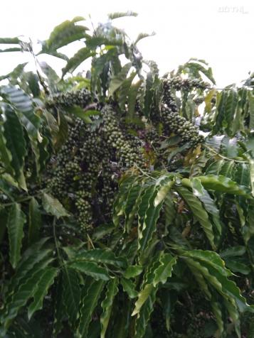 Bán đất 2.4 ha đất vườn phù hợp trồng cafe, Tân Thanh, Lâm Hà, Lâm Đồng 12607738