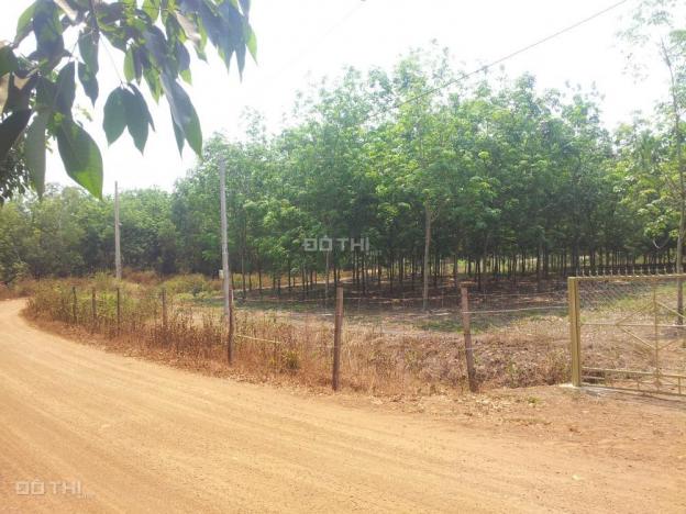 Mô hình trang trại tại Lộc Quang, Lộc Ninh, Bình Phước dt 19970m2, giá 1 tỷ 6 12649139