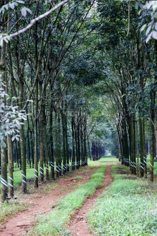 Chính chủ cần bán trang trại 375ha đất rừng sản xuất. Bảo Lâm, Lâm Đồng 12651941