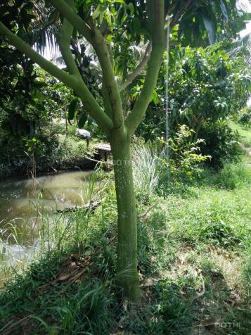 Bán đất vườn chính chủ không môi giới (đang trồng xoài) giá rẻ ở Tam Nông xã Phú Đức 12780033