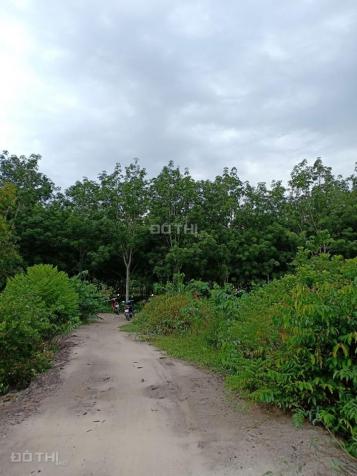 Bán đất vườn cao su giá rẻ tại phường Tân An, TP. Thủ Dầu Một, Bình Dương 12843640