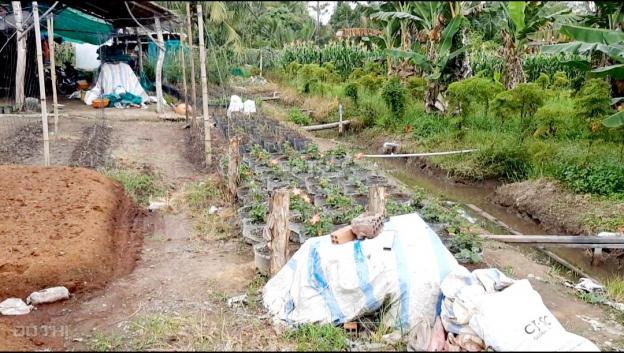 Hết HĐ cần cho thuê hơn 16 công đất đang trồng dược liệu, Tam Bình, Vĩnh Long. Giá 600 tr/5 năm 12864301