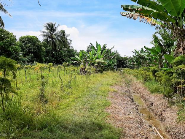 Hết HĐ cần cho thuê hơn 16 công đất đang trồng dược liệu, Tam Bình, Vĩnh Long. Giá 600 tr/5 năm 12864301