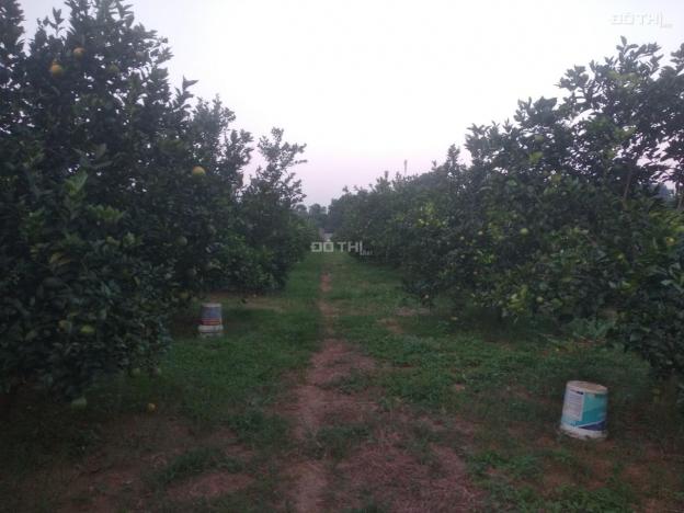 Bán đất trồng cam đang cho thu hoạch tại xã Cao Thắng, Lương Sơn, Hòa Bình, giá đầu tư 12887445