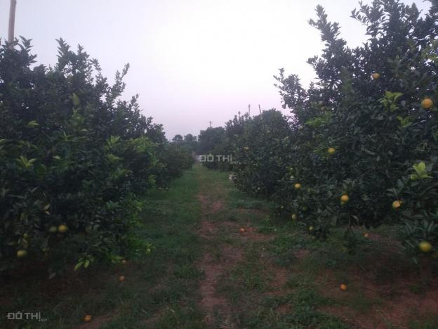 Bán đất trồng cam đang cho thu hoạch tại xã Cao Thắng, Lương Sơn, Hòa Bình, giá đầu tư 12887445