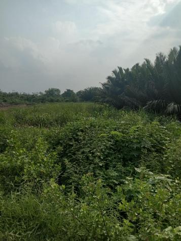 Bán đất phường Long Phước, Quận 9 diện tích 1,2 ha mặt tiền sông Đồng Nai 12903913