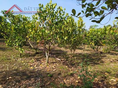 Bán gần 2 sào vườn trái cây đủ loại có suối nước quanh năm Bình Lộc, TP Long Khánh 13024451