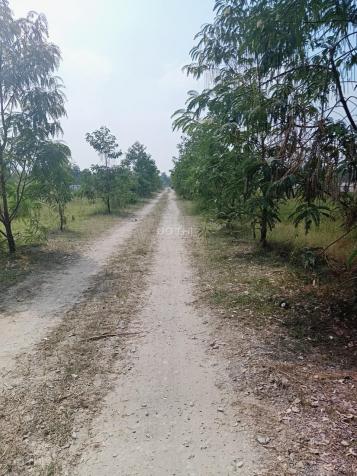 Chính chủ cần bán gấp lô đất đẹp ở xã Vĩnh Lộc B, huyện Bình Chánh, TP. HCM 13038168