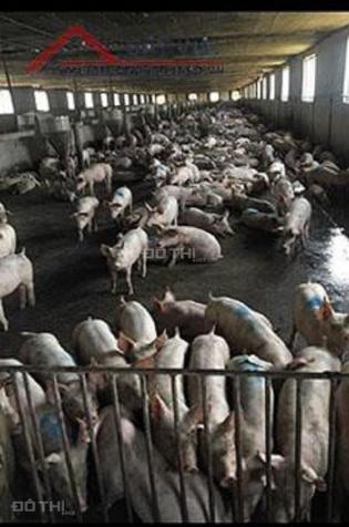 Cần bán trang trại chăn nuôi heo quy mô công nghiệp tại xã Núi Tượng, huyện Tân Phú, tỉnh Đồng Nai 13048662
