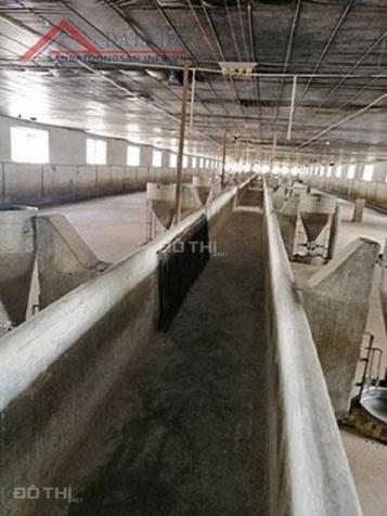Cần bán trang trại chăn nuôi heo quy mô công nghiệp tại xã Núi Tượng, huyện Tân Phú, tỉnh Đồng Nai 13048662