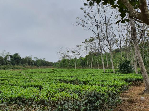 Chính chủ cần bán 4000m2 đất phù hợp làm homestay, tại Yên Bài, Ba Vì, HN 13051281