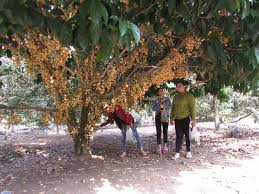 Bán trang trại, khu nghỉ dưỡng đường Minh Thành - An Long, xã Chơn Thành, Chơn Thành, Bình Phước 13092594