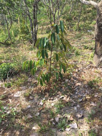 Chính chủ cần bán 13000m2 đất vườn đang trồng sầu riêng năm 2 ở Lộc Bắc Bảo Lâm, Lâm Đồng 13106567