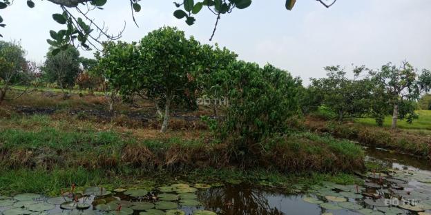 Bán vườn trái cây xã Tân Thạnh Tây, huyện Củ Chi diện tích 4765 mét vuông 13200924