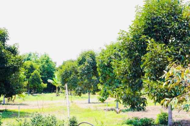 Bán vườn trái cây sẵn có tại Bà Rịa Vũng Tàu, có sổ và 100m2 thổ cư 13169935